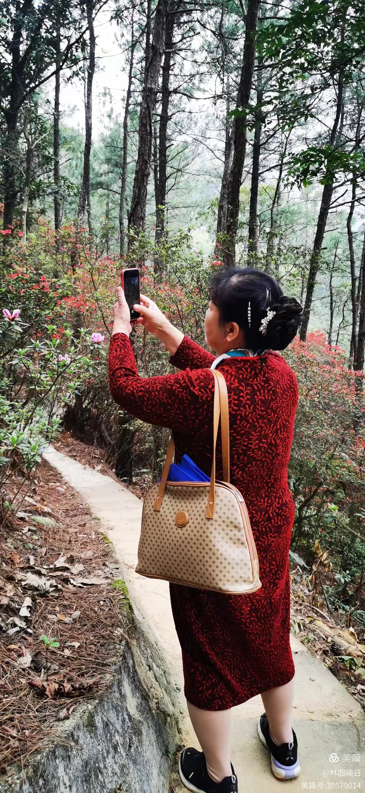 阳春三月揭西龙山风景区野生杜鹃花开了